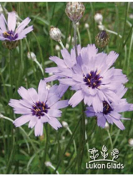 CATANACHE - poblekla - Lukon Glads s.r.o.