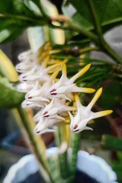 Hoya multiflora blooms multiple times a year