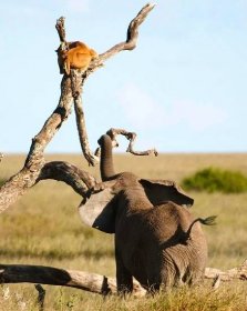 Pozor na můj chobot! Lvice prchla před slonem na strom