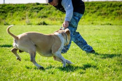 07 – dogtrainer – Výchova a výcvik psov