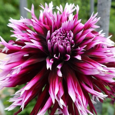 Dahlien, die Schönen des Hochsommers 38