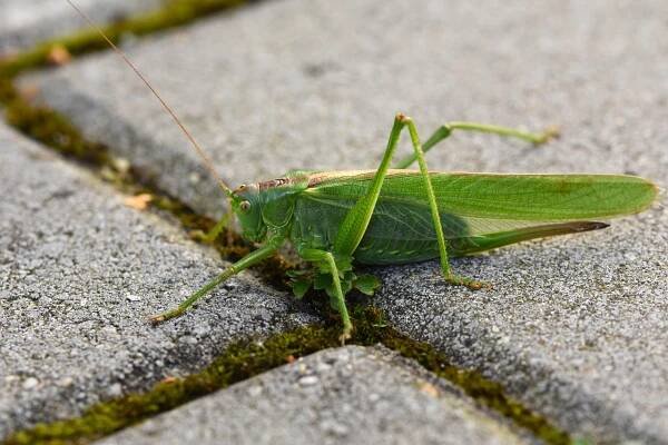 Hmyz, Saranče, Entomologie, Zvíře