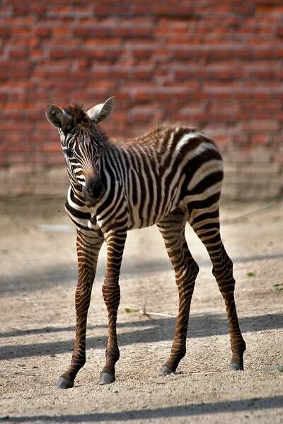 Nové přírůstky. Liberecká zoo se pyšní mládětem ohrožené zebry bezhřívé