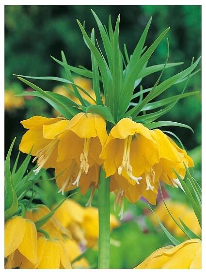 Fritillaria imperialis var. LUTEA MAXIMA - řebčík královský - Lukon Glads s.r.o.