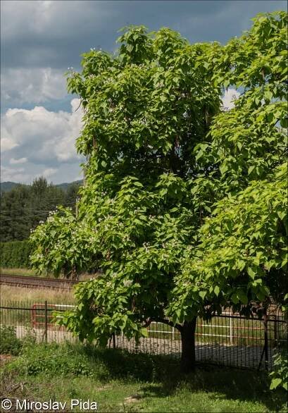fotografický klíč k určování cévnatých rostlin :: BOTANICKÁ FOTOGALERIE