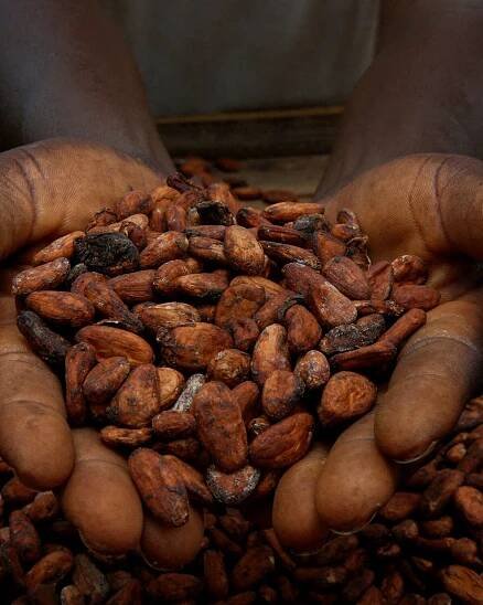 Small Ivory Coast cocoa firms say EU deforestation rules might bankrupt them