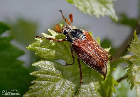 Feldmaikäfer Bilder, Feldmaikäfer Fotos | NaturFoto