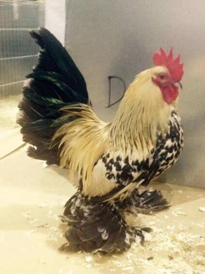 a black and white chicken standing on top of a counter