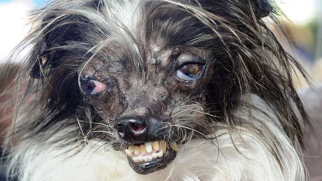 Peanut Most Ugly Dog Pictures