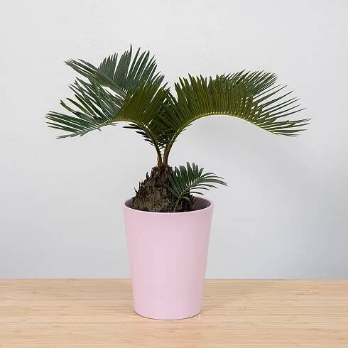 Cycas Revoluta Ø12cm