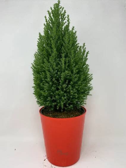 Gallery - Paridon Horticultural Ltd