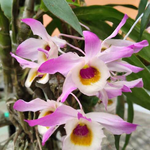 Dendrobium nobile: Tajný recept na úspěšné pěstování! 2