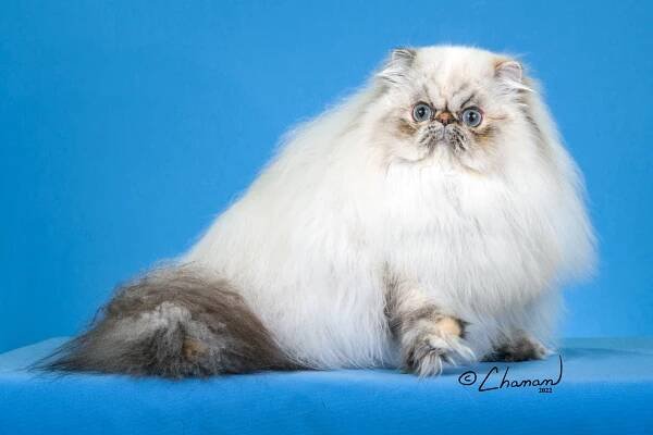 Persian Articles - The Cat Fanciers' Association