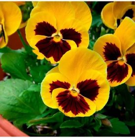Maceška Zlatožlutá Firnengold - Viola wittrockiana - semena macešky - 200 ks