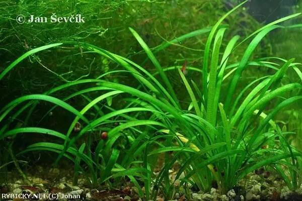 Sagittaria subulata  | © discus