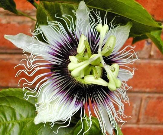 Passion flower for post