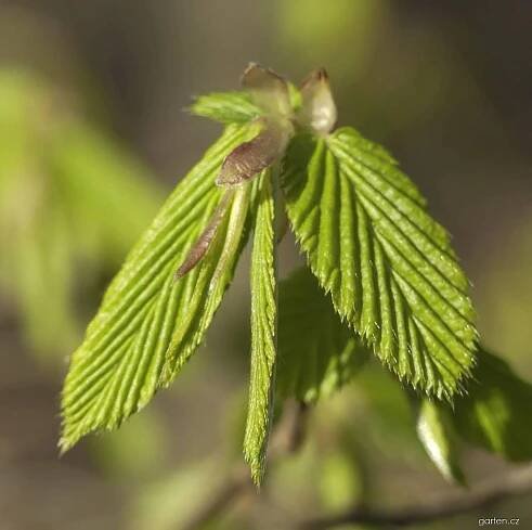 Habr obecný (Carpinus betulus)