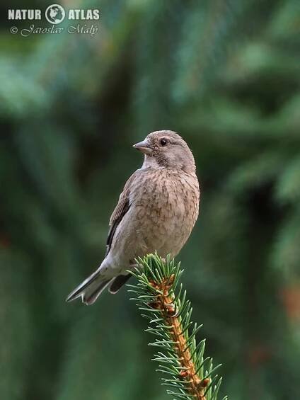 konopka obecná | NaturAtlas.cz
