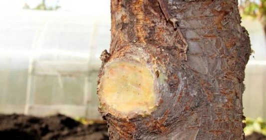 Velké řezné rány na stromech a keřích vyžadují ošetření. Jinak hrozí houbové infekce