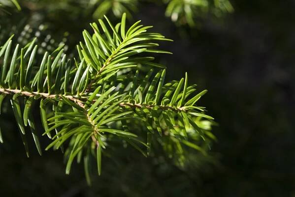 Abies firma - jedle japonská - jehlice 