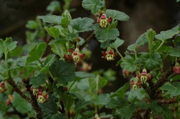 Ribes uva-crispa - L. 
