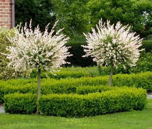 Vŕba japonská - Salix integra Hakuro Nishiki - na 180cm kmienku