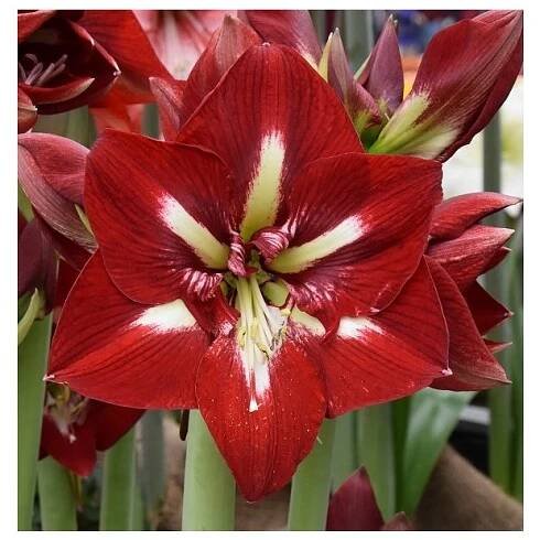 Amaryllis BARBADOS - hippeastrum, hvězdník - Lukon Glads s.r.o.