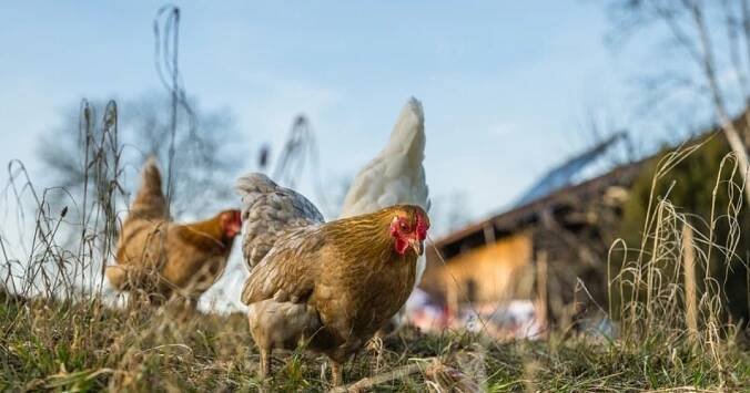 Veterinární správa varuje před ptačí chřipkou. Objevila se nedaleko