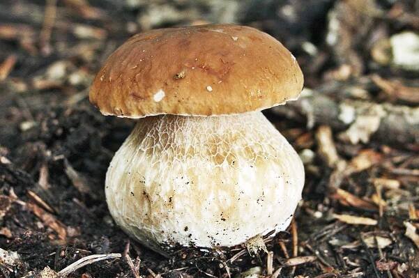 Porcini