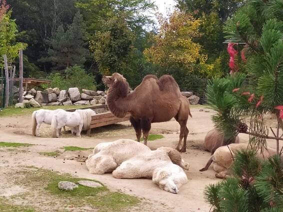 Zoologická zahrada Liberec