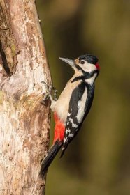 strakapoud velký (Dendrocopos major) Great spotted woodpecker | Petr Šimon