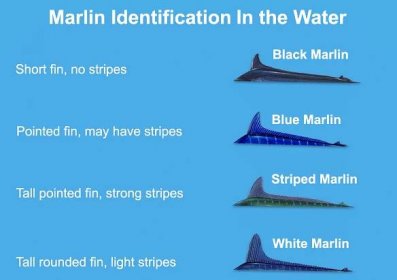 An infographic explaining how to identify Black, Blue, White, and Striped Marlin based on their fin and stripes
