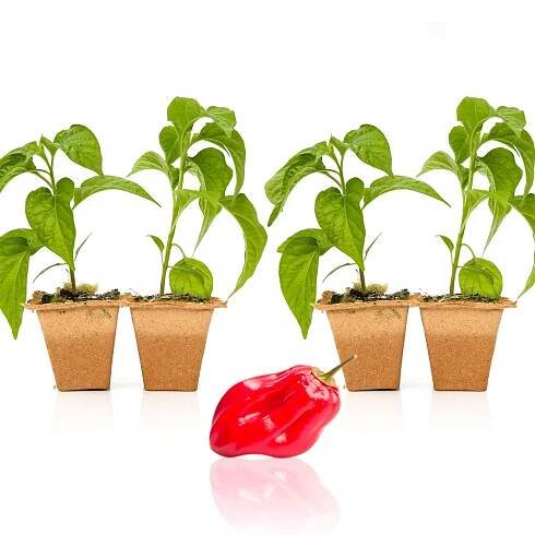 Pepper Joe's Red Savina Habanero plants for sale