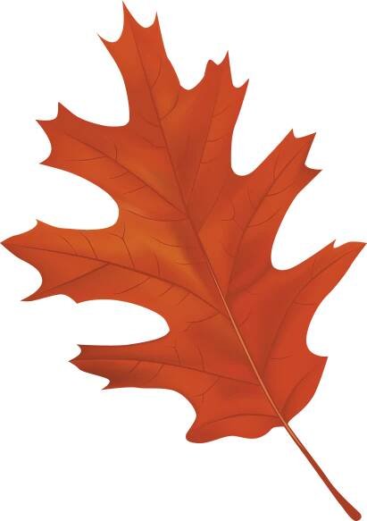 Maple leaf autumn images clipart