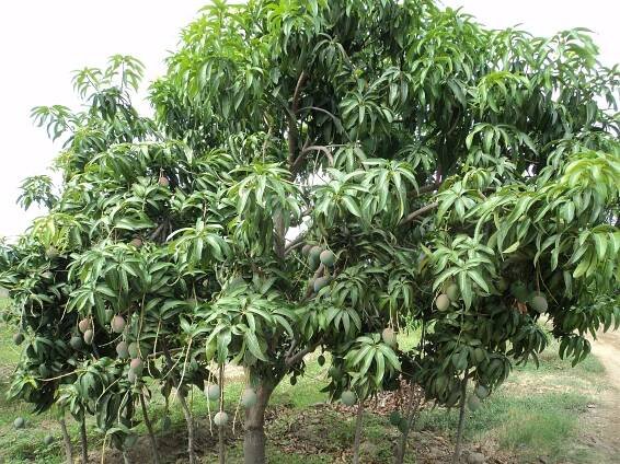 Soubor:Planta de Mango.JPG