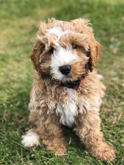 Cockerdoodlepoo : Licensed Cockapoo breeders Guildford