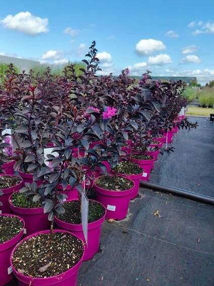 Lagerstroemia indica - PURELY PURPLE BLACK SOLITAIRE Bez poledne FIALOVÁ