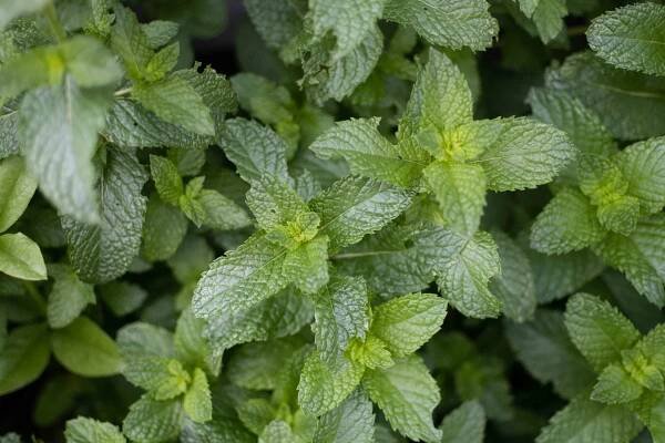 How to Grow Peppermint