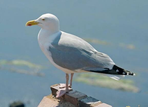 File:Larus argentatus01.jpg - Wikimedia Commons