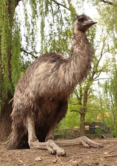 Emu hnědý