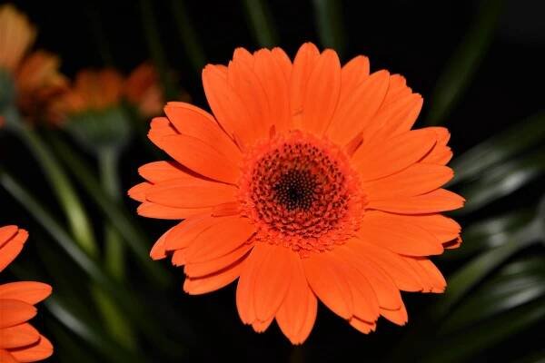 Gerbera, Květinová Tapeta, Květ, Zblízka