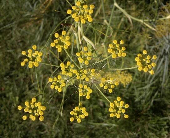 Foeniculum vulgare