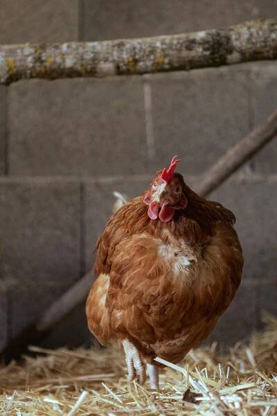 bezplatná Základová fotografie zdarma na téma bantam, barnyard, bio zemědělství Základová fotografie