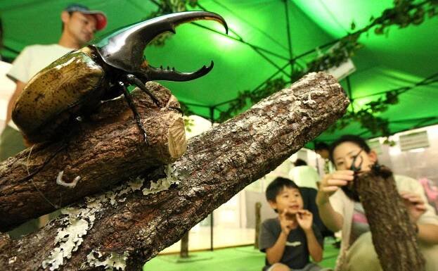 a hercules beetle at Fukuoka Science Museum