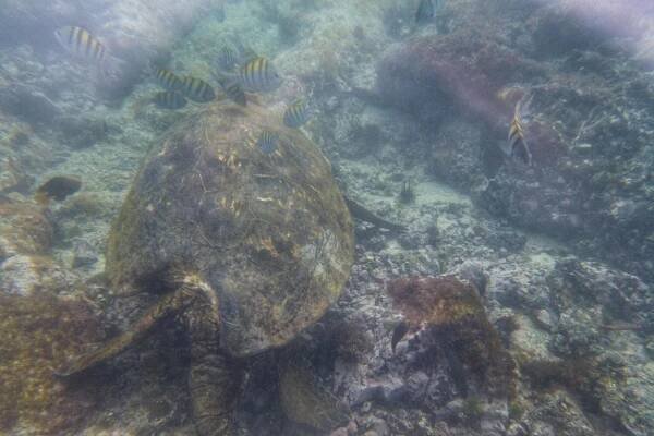 Galapágy – Isabela (2.část) – Evička a Kuba na cestě