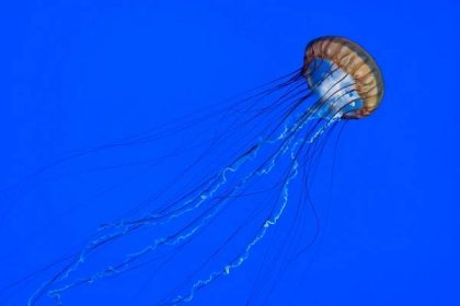 Čo robiť po popŕhlení medúzou? Použitie moču je len hlúpou poverou, radšej skúste tieto rady