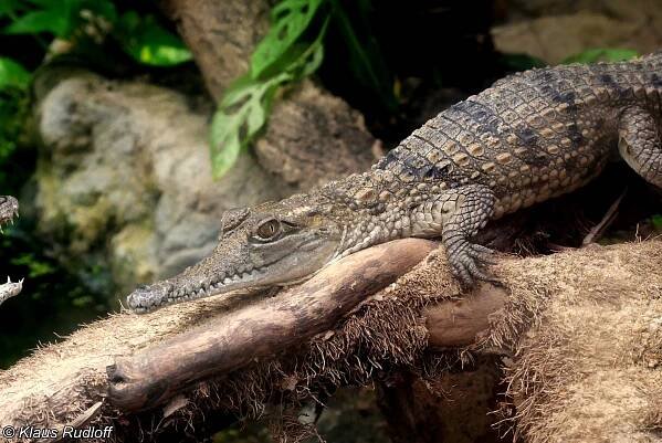 Obrázek - Crocodylus johnsoni (krokodýl Johnstoneův) | BioLib.cz