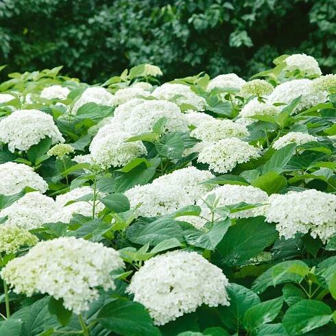 Stunning Hydrangeas