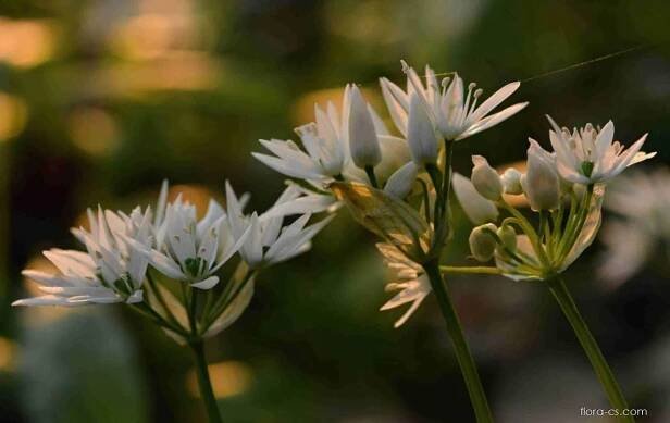 Česnek medvědí (Allium ursinum)