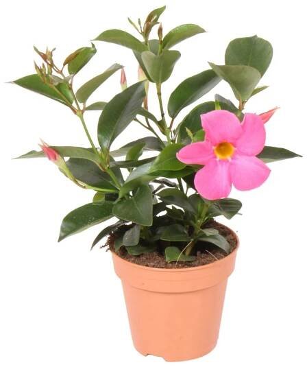 Gartenbau Dipladénie (Mandevilla sanderi) růžová cca pr. 12 cm